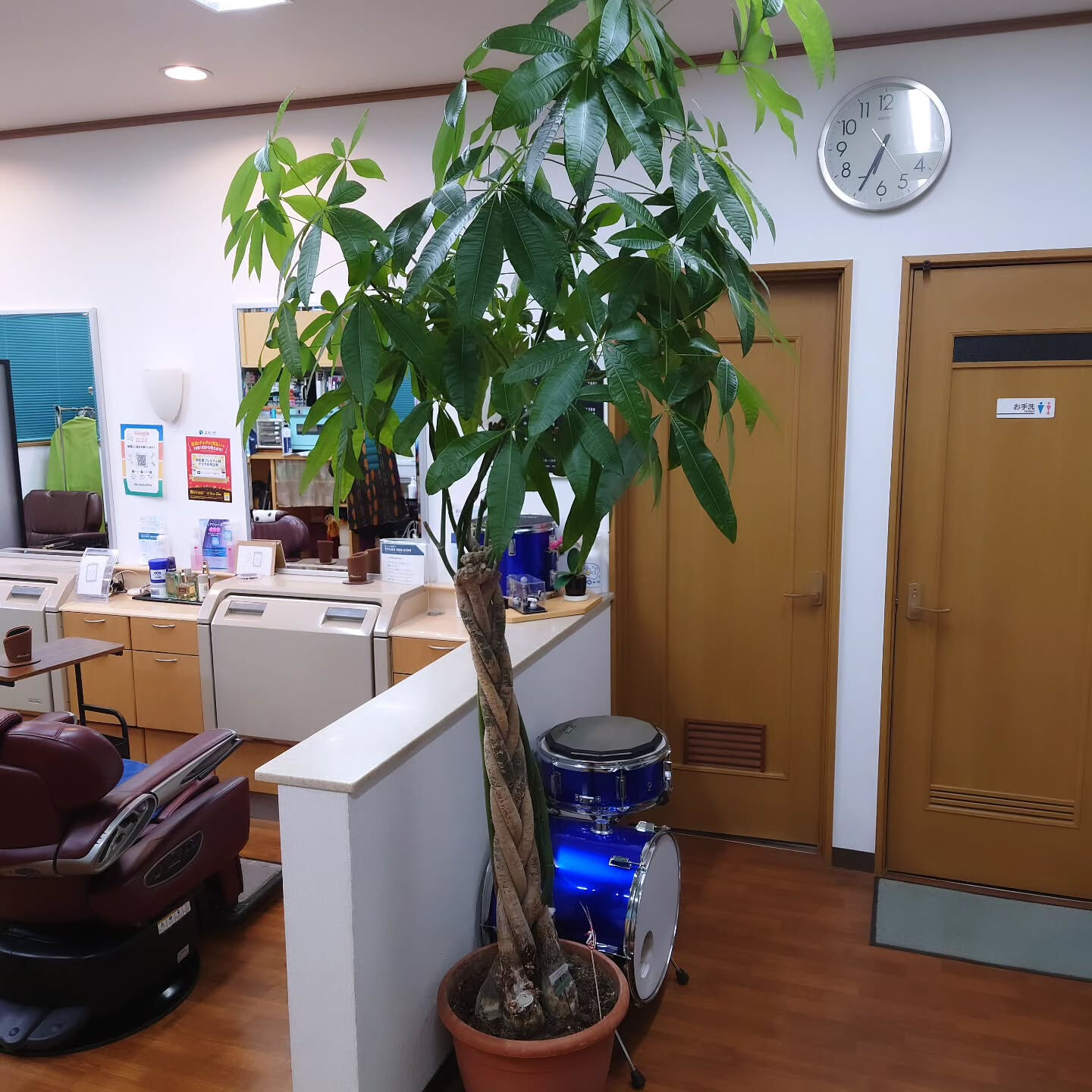 お店の中にあるパキラ🌿